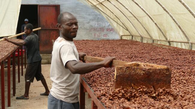 Cacao zero deforestation haiti © ethiquable coop feccano haiti