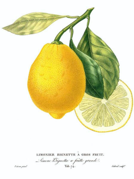 Citron de menton 2