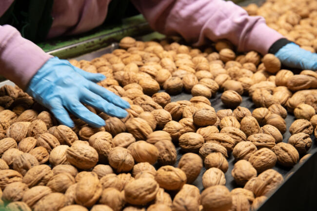 Noix de grenoble cing tri©️ginette