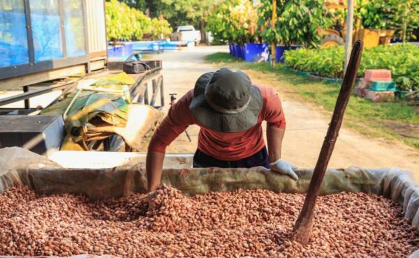 cacao