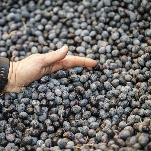 2©syndicat de l'olive de nyons c.crespeau