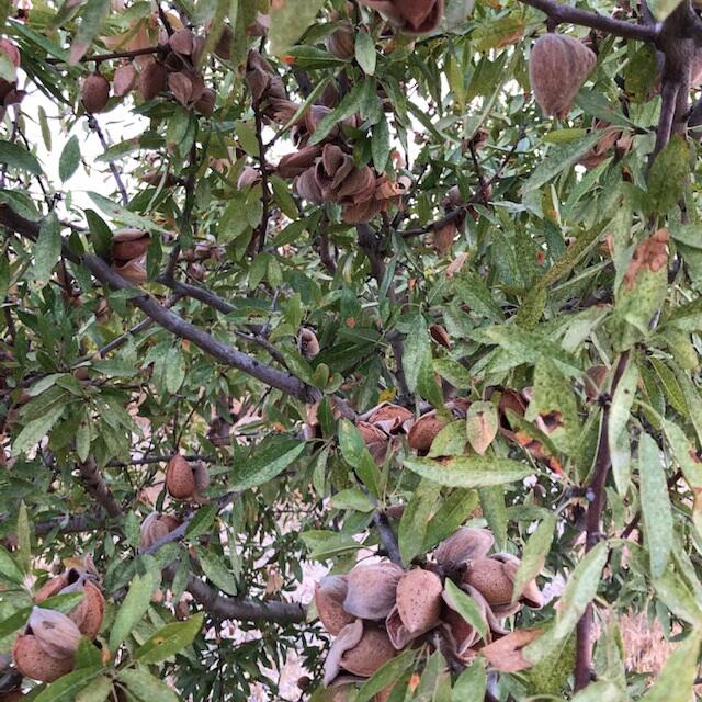Escoute amande française arbre