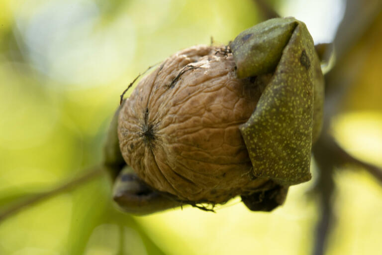 FILIERE NOIX DE FRANCE Noix de grenoble explosion