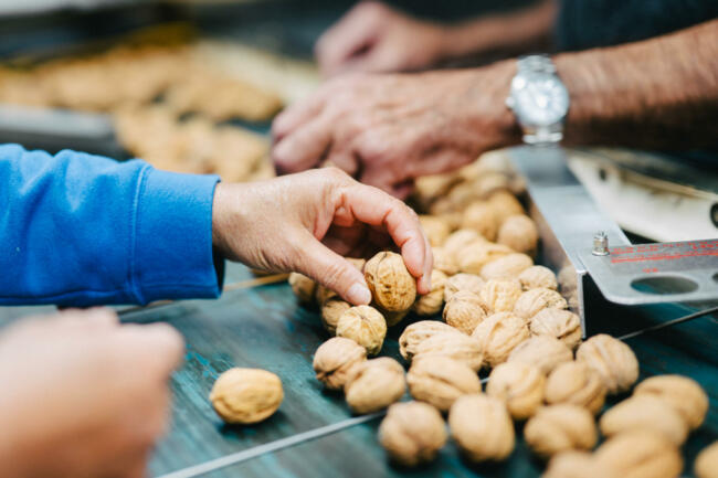FILIERE NOIX DE FRANCE Noix de grenoble tri