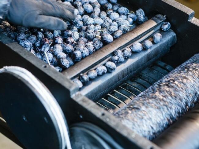 2021 aop olives nyons a5©crespeau 9590 768x576