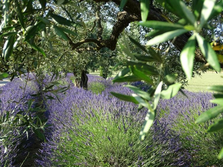 provence AOP