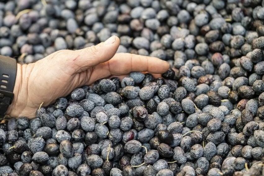 2©syndicat de l'olive de nyons c.crespeau
