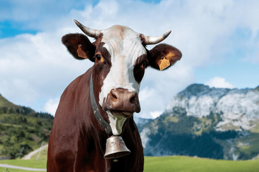 salon de l'agriculture 2022