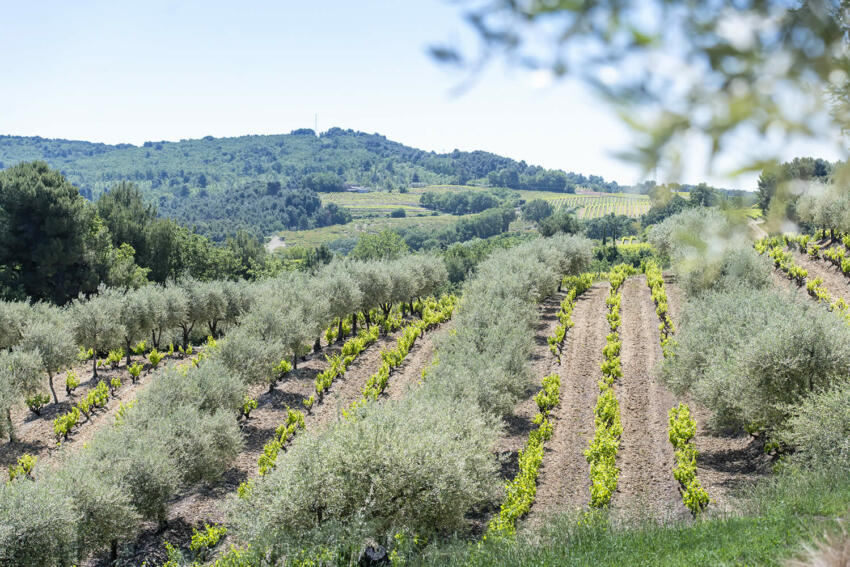 Huile d’olive de Nyons AOP : goût, origine et utilisation