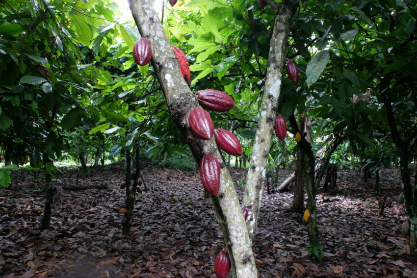 Plantation de cacao en Afrique (c) Ethiquable