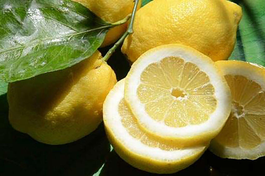 Citron de menton