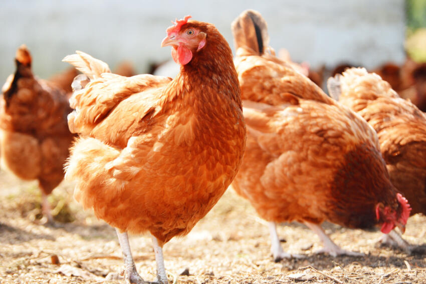 poulet en liberté