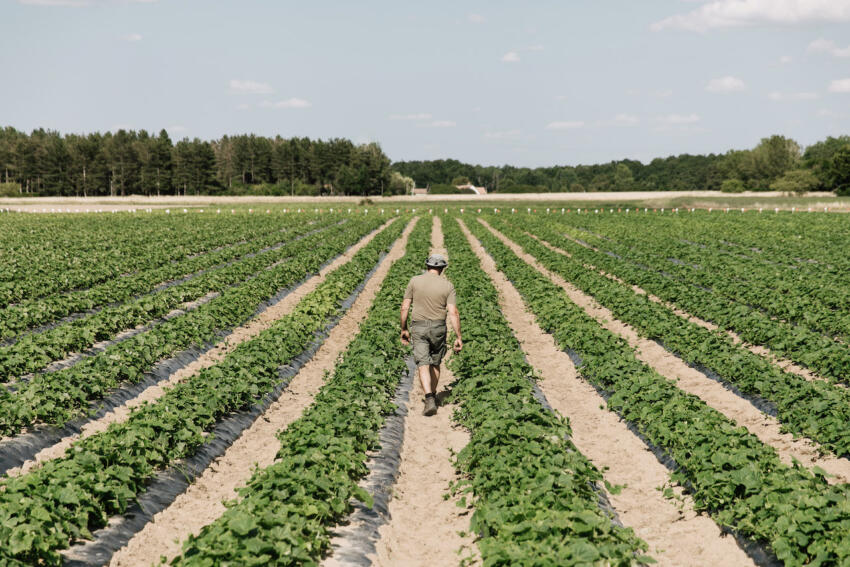 Champ de cornichons français cultivés à Cheverny par l'agriculteur Emmanuel François avec le soutien de l'industriel agroalimentaire Reitzel