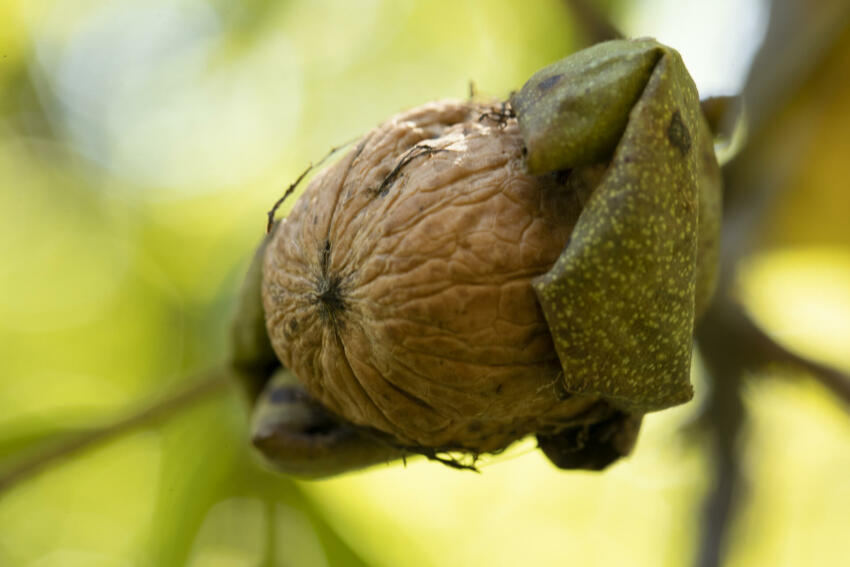 FILIERE NOIX DE FRANCE Noix de grenoble explosion