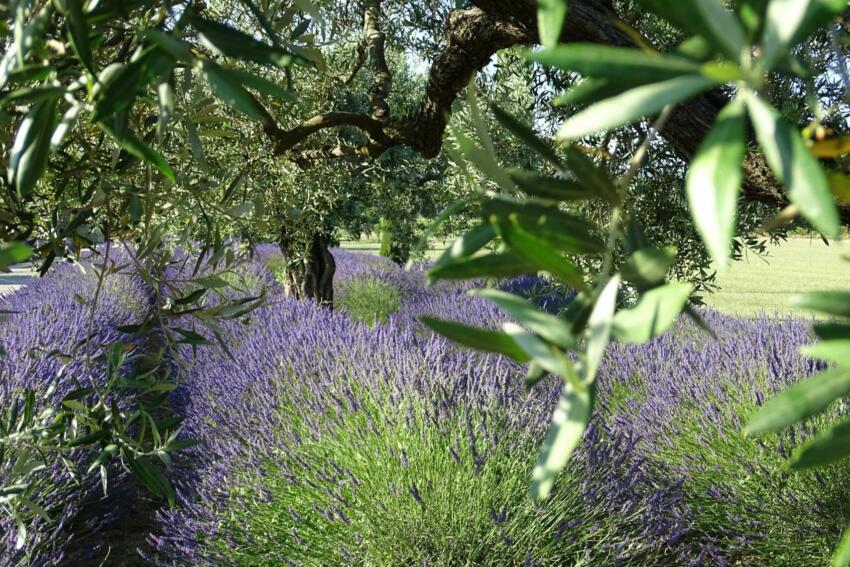 provence AOP