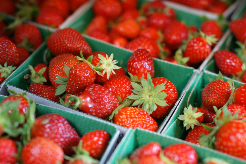 Récoltes de fruit 2025 fraises manille