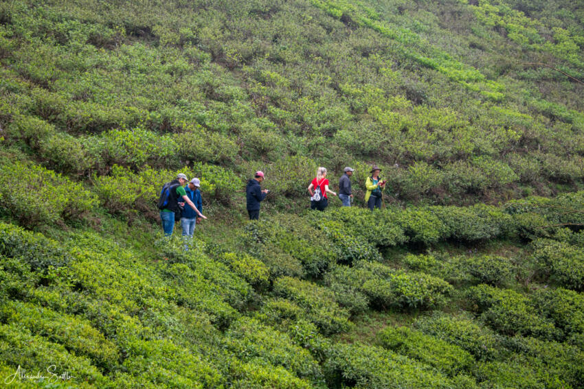 Rse dans la filiere the inde copyright alexandre sattler via son entreprise « gaïa images photography »